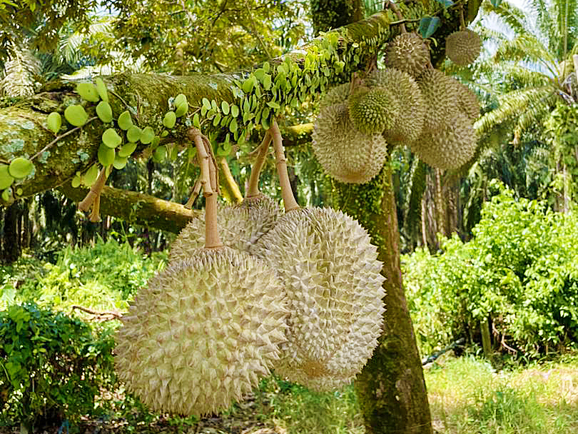 Musang King Durian Farm